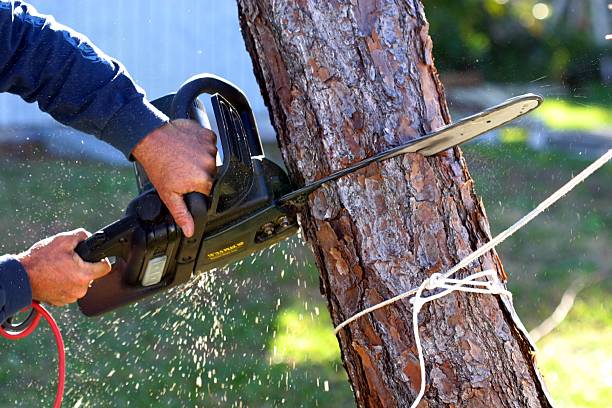 Cherry Valley, CA Tree Services Company