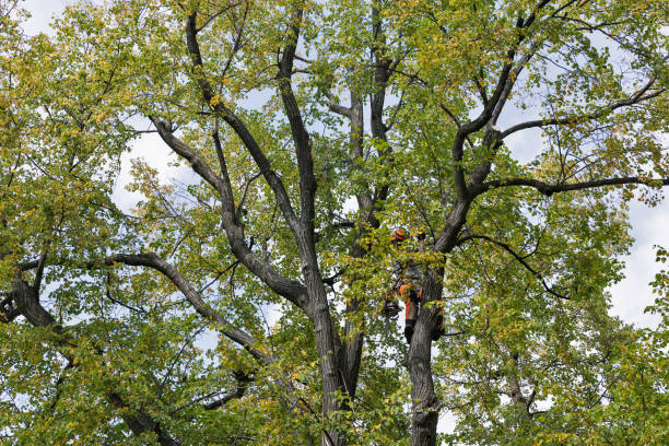 How Our Tree Care Process Works  in  Cherry Valley, CA